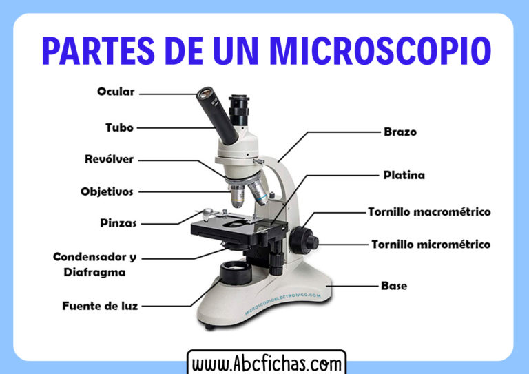 Cuales son las partes de un microscopio ABC Fichas Cuales son las partes de un microscopio ABC Fichas