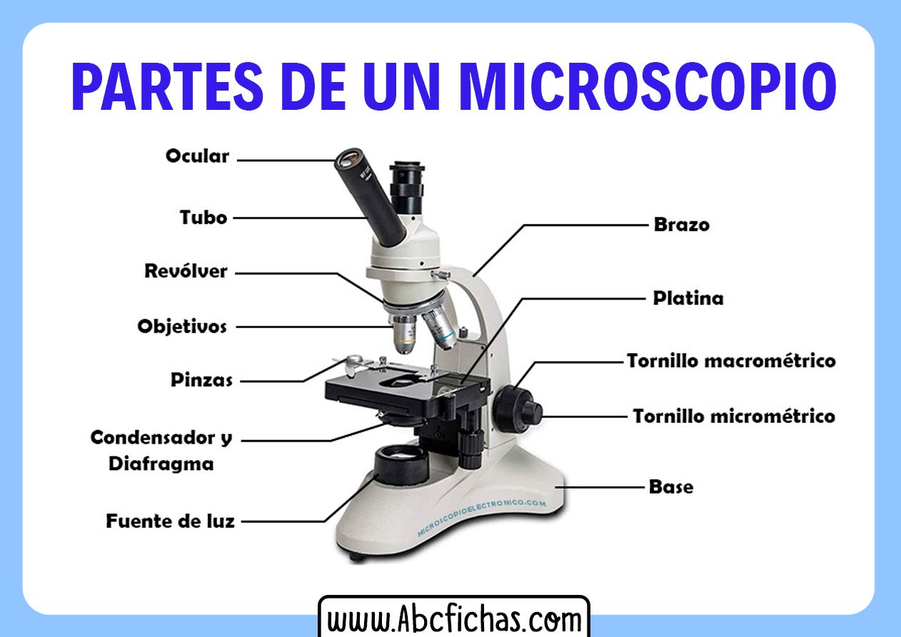 Compensar Motear Profesional Partes De Un Microscopio Y Para Que Sirven Maravilla Gobernable Mucho