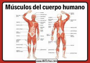 Cuales son los musculos del cuerpo