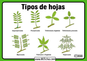 Cuantos tipos de hojas hay