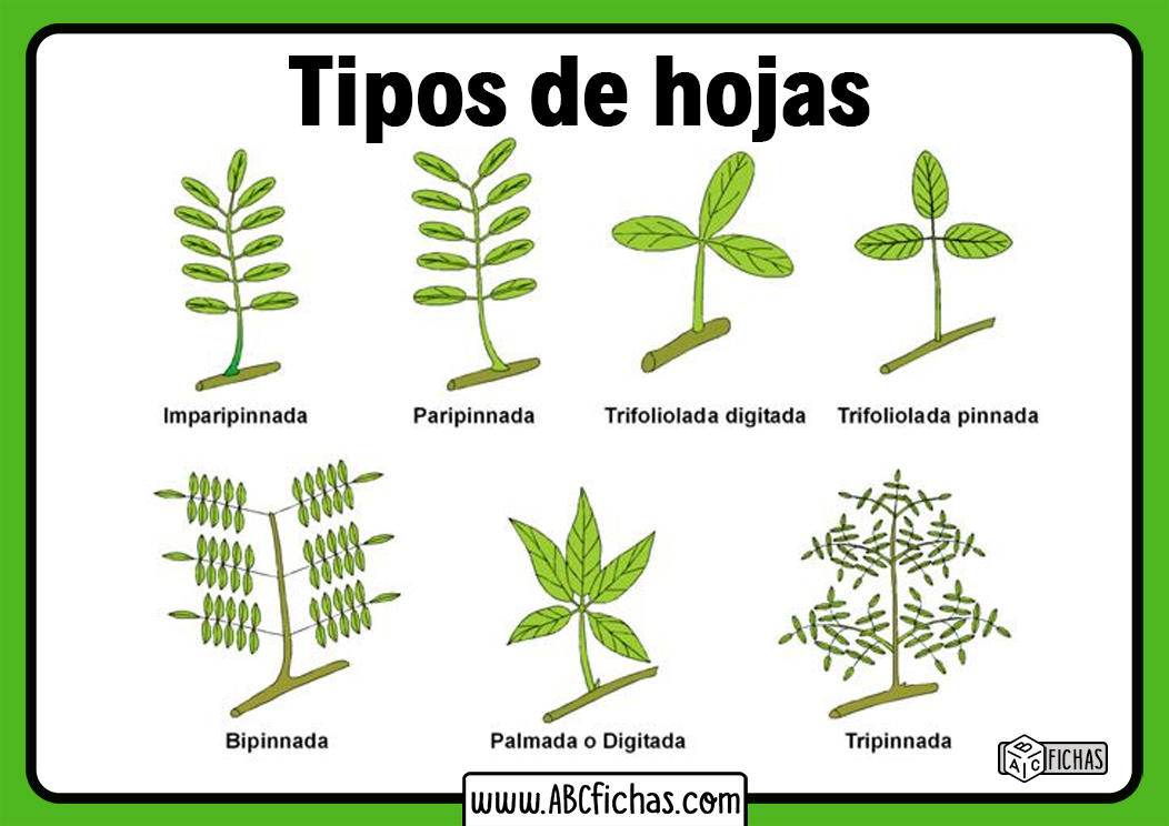 Que hacer con las hojas secas de una planta