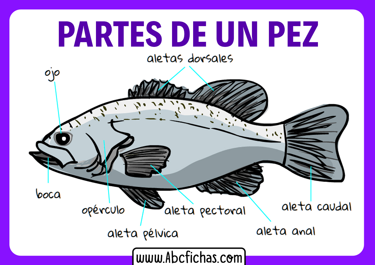 Dibujo de las partes de un pescado