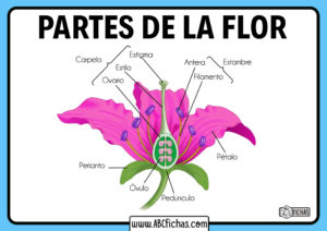 Dibujo de las partes de una flor
