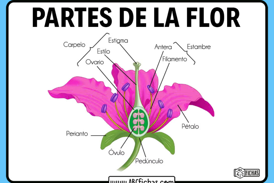 Que significa ausencia de flora en una citología