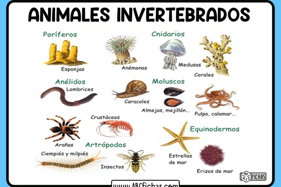 Ejemplos de animales invertebrados