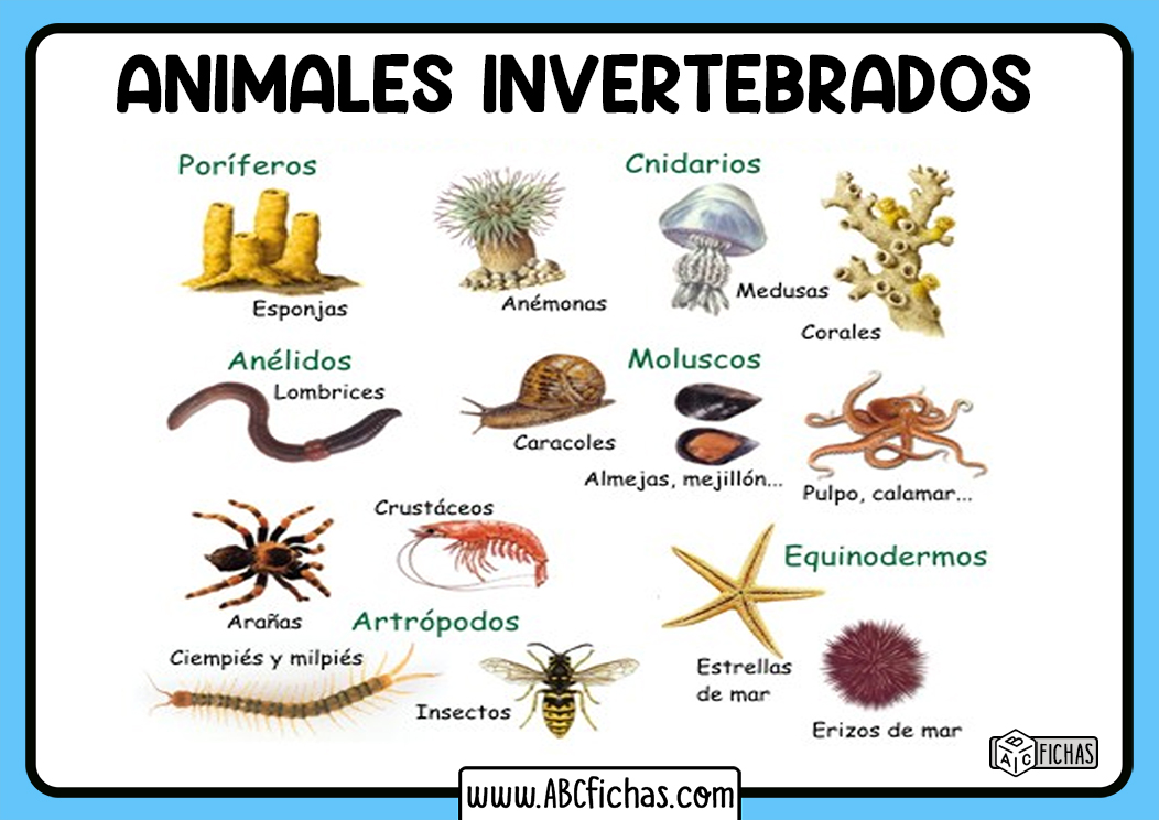 Ejemplos de animales invertebrados
