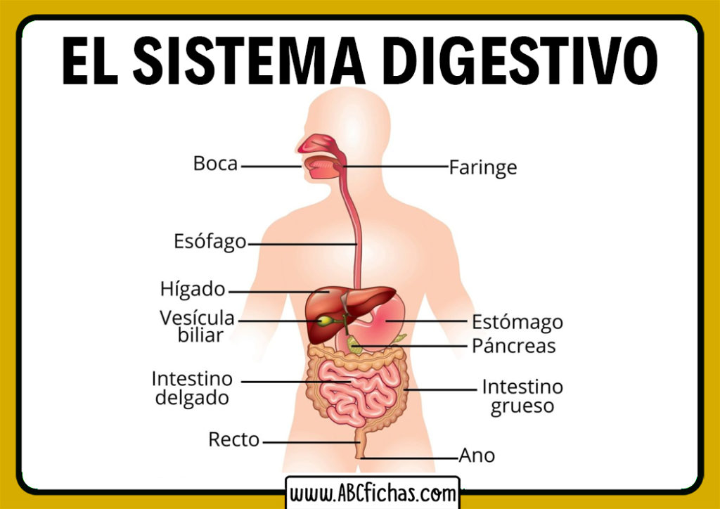 Mala fermentación digestiva y gases