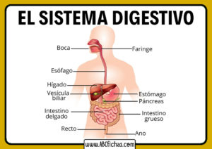 El aparato digestivo