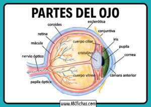 El ojo humano