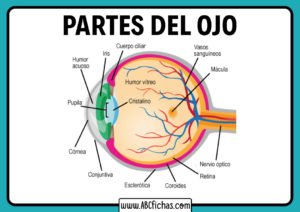 El ojo humano y sus partes