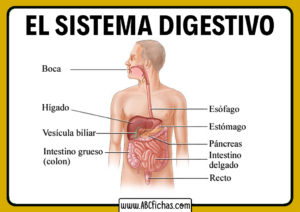 El sistema digestivo