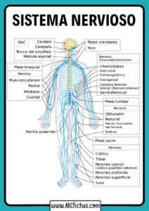 El sistema nervioso