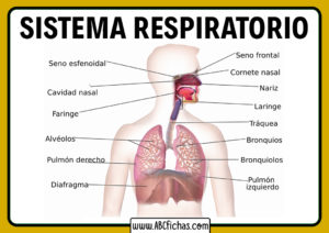 El sistema respiratorio humano