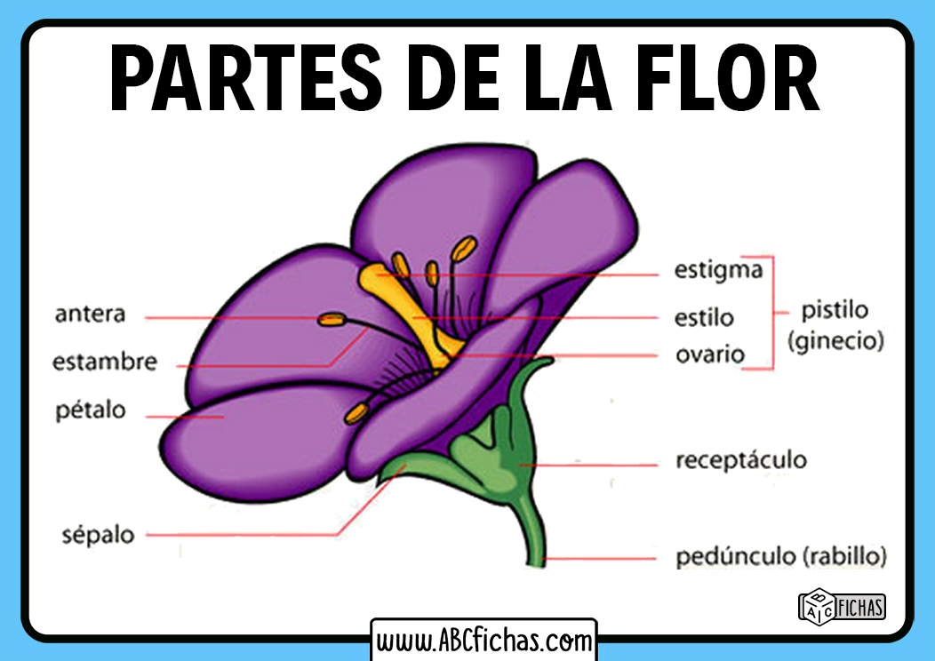 Cual es la flor del amor