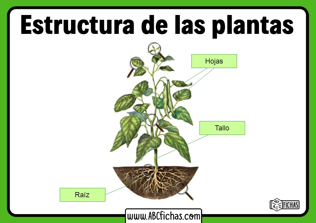 Estructura De Las Plantas Abc Fichas