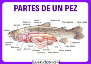 Estructura de un pez