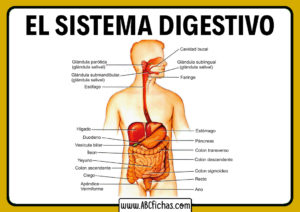 Estructura del sistema digestivo