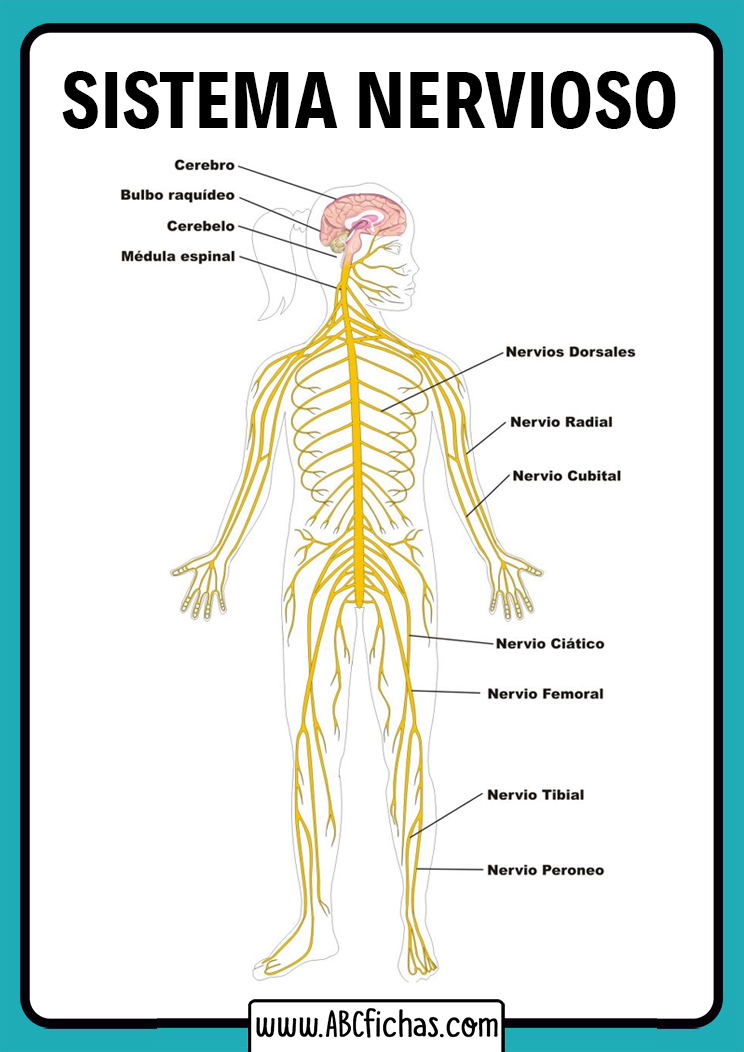 Estructura del sistema nervioso