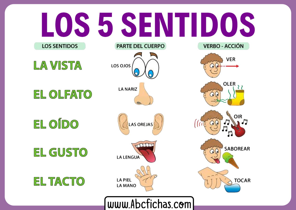 Explicacion Los 5 Sentidos Para Niños Abc Fichas