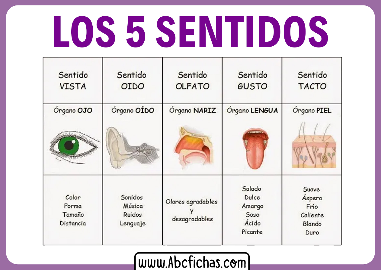 Explicacion de los 5 sentidos para niños