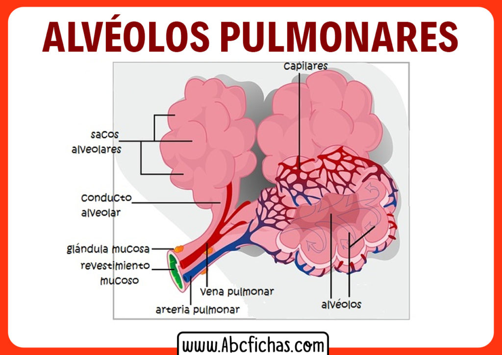 Anatomía Y Función De Los Alvéolos Pulmonares