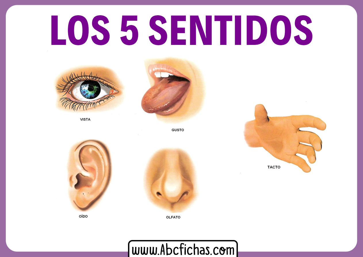 Imagen de los 5 sentidos para niños