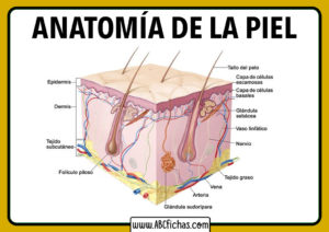 Las capas de la piel