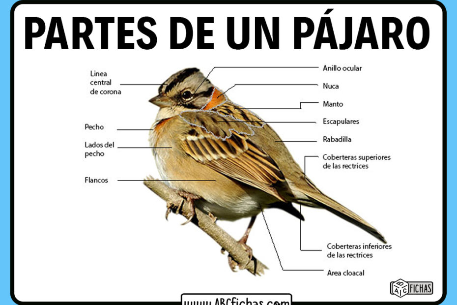Las partes de un pájaro