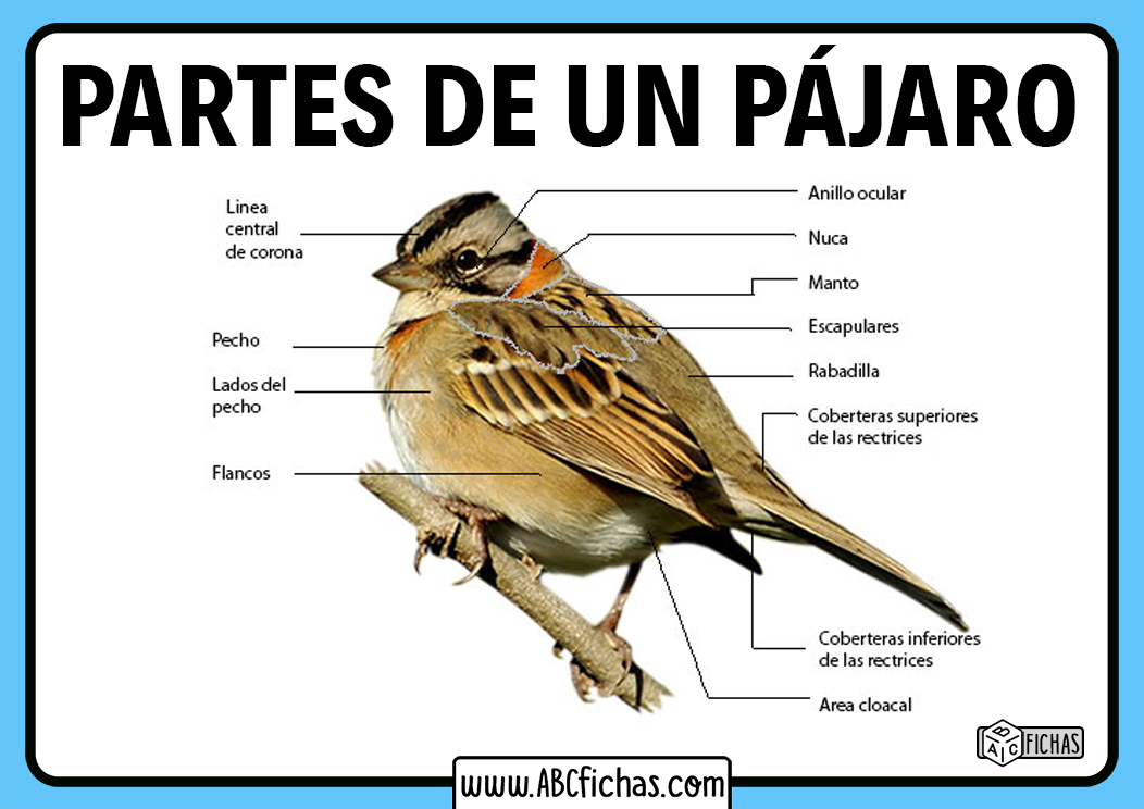 Las partes de un pájaro