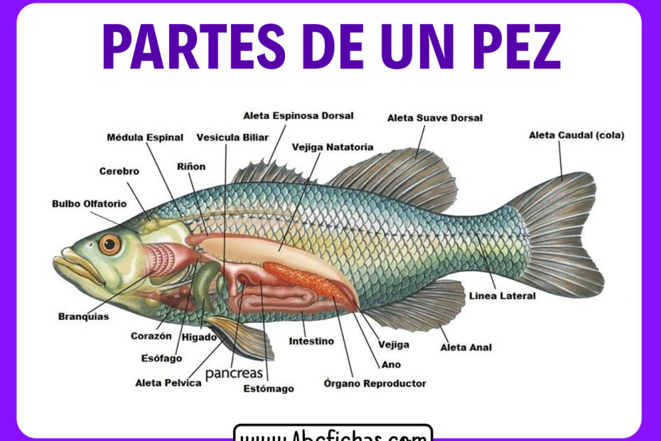 Las partes de un pez