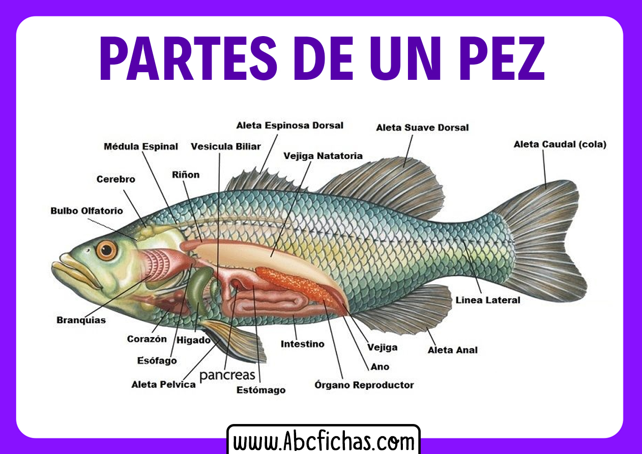 Las partes de un pez