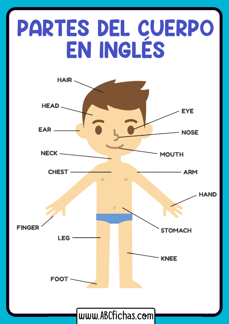 Vocabulario De Las Partes Del Cuerpo En Inglés