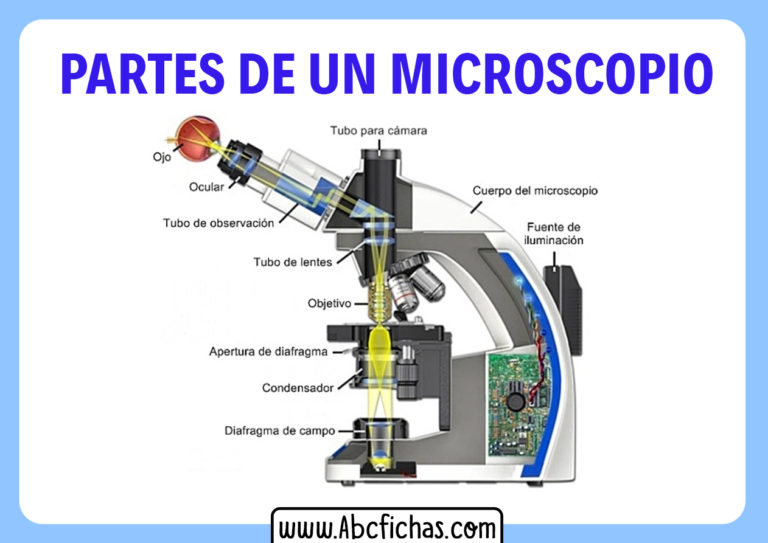 Estructura y Partes de un Microscopio Estructura y Partes de un Microscopio