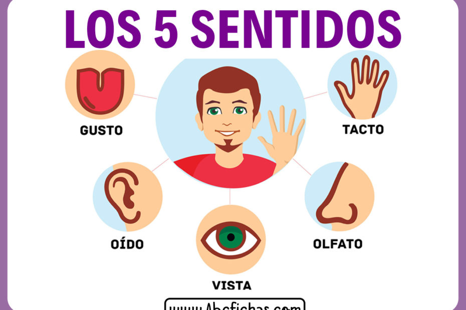 Los 5 sentidos para niños