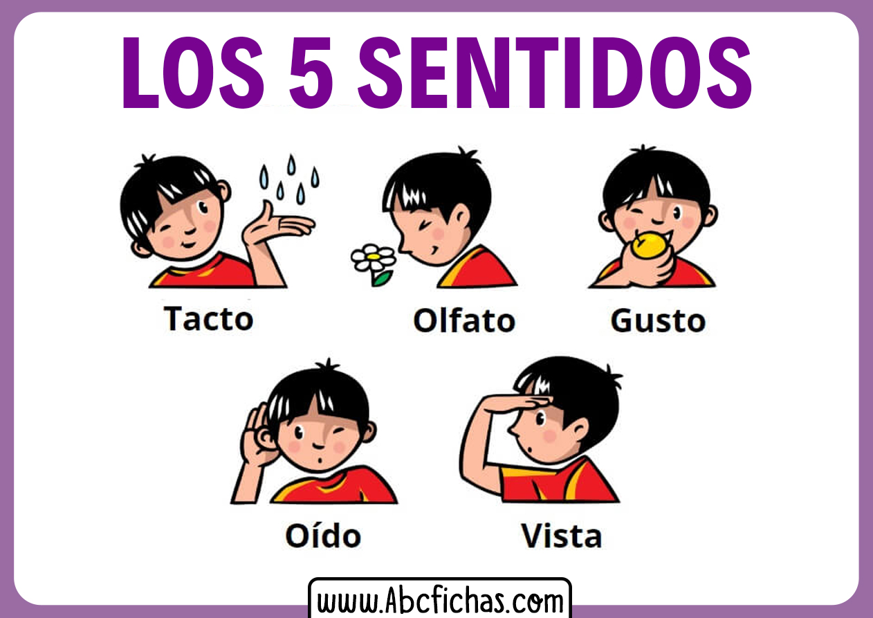 Los 5 Sentidos Para Niños Pequeños Abc Fichas