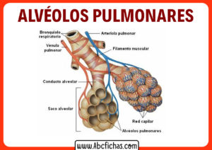 Los alveolos pulmonares