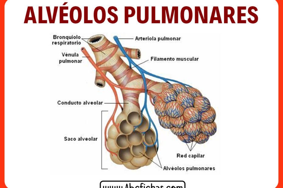 Los alveolos pulmonares