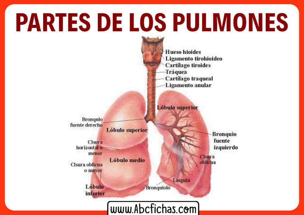 Alimentos malos para los pulmones Alimentos malos para los pulmones