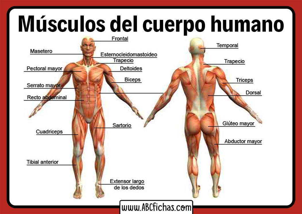 Musculo del cuerpo
