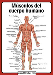 Musculos cuerpo humano vision anterior