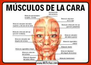 Musculos de la cara