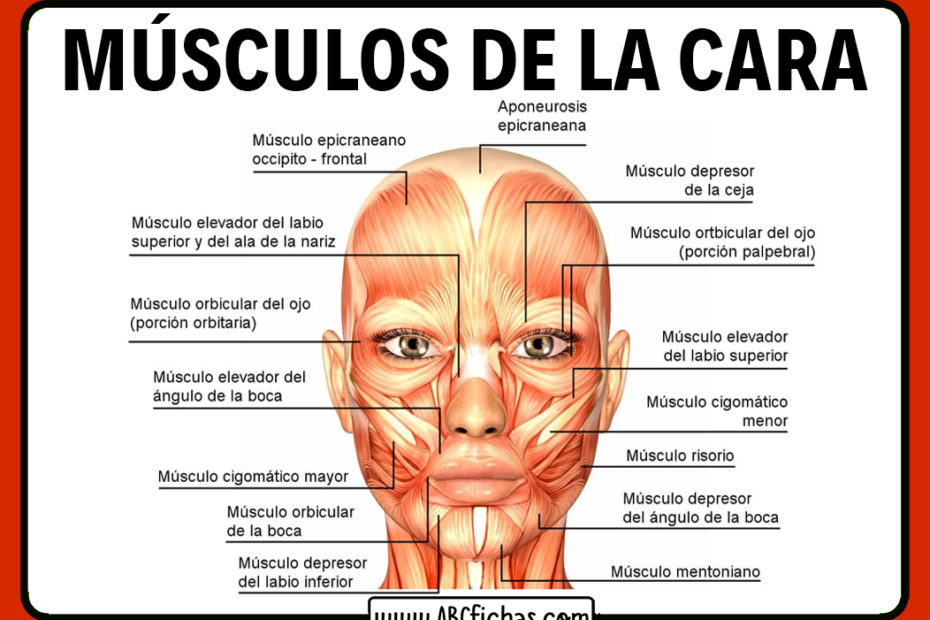 Musculos de la cara