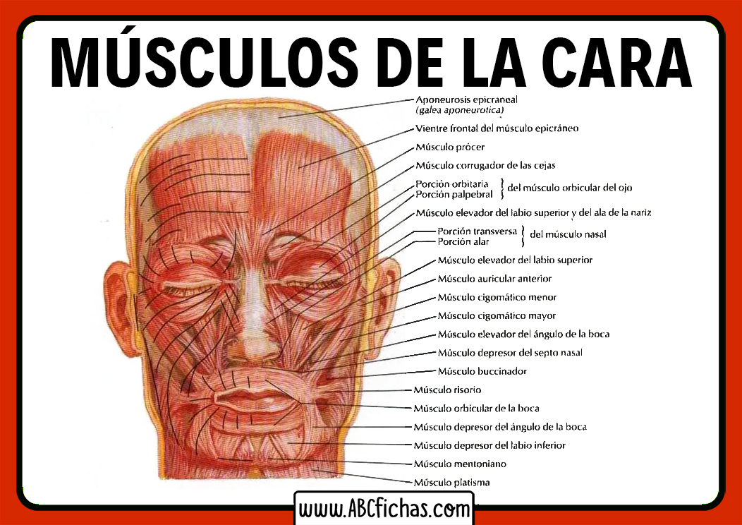 Musculos de la cara y cabeza