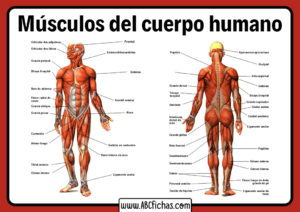 Musculos del cuerpo humano