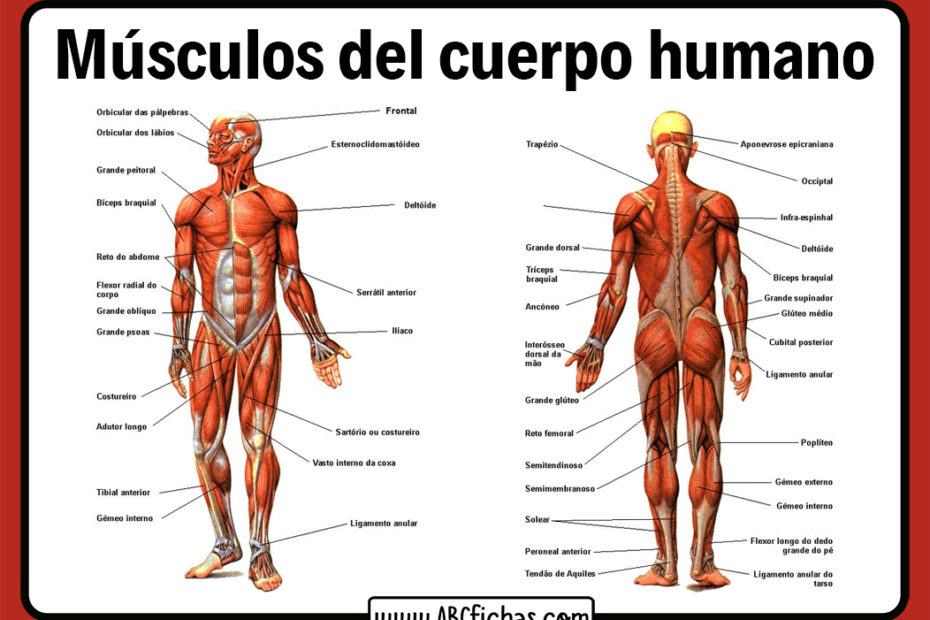 Proteínas del músculo