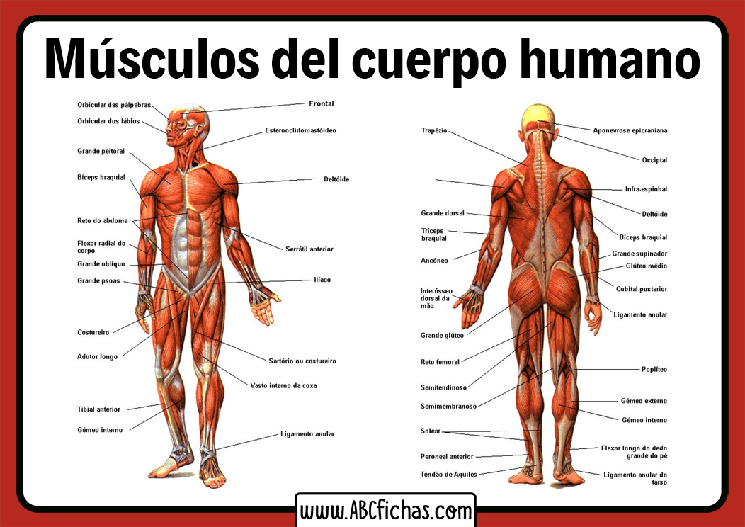 Dibujo de un musculo