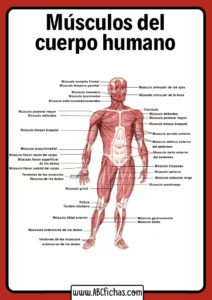 Musculos del ser humano