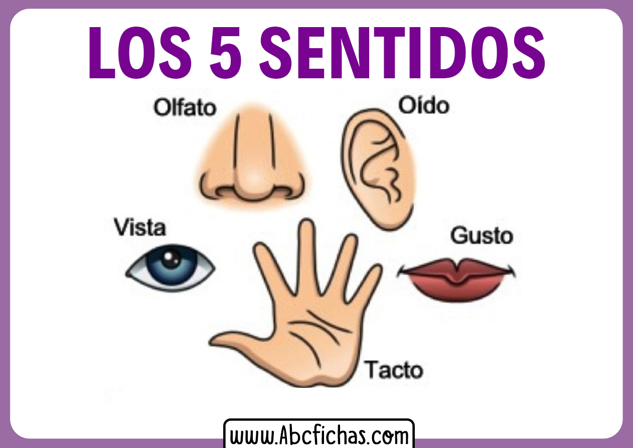 Niños pequeños 5 sentidos