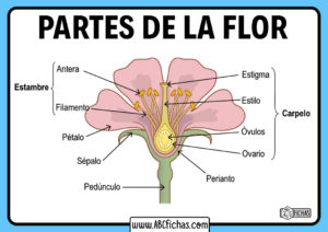 Nombres de las partes de la flor