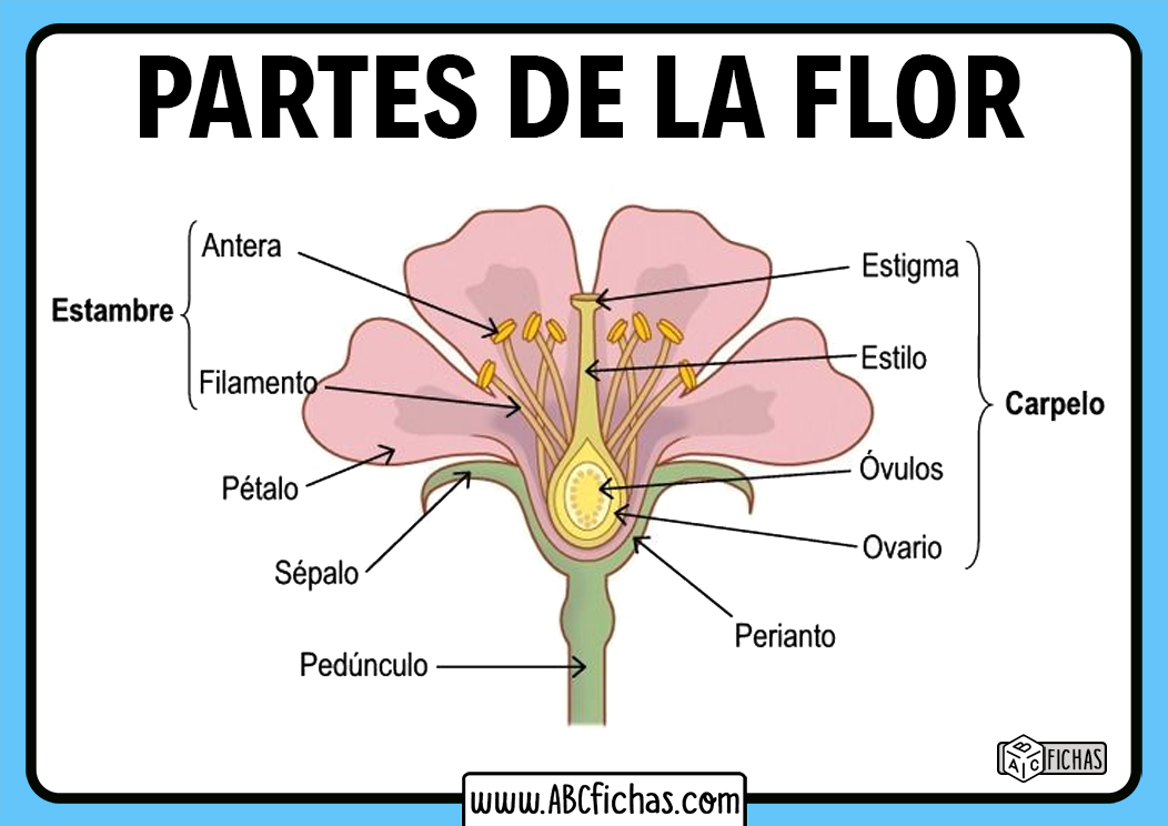 Nombres de las partes de la flor